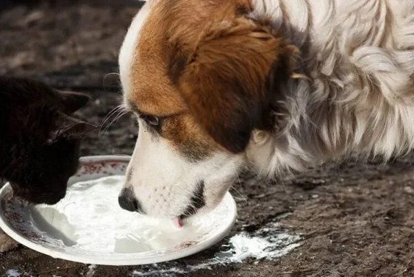 Щенок пьет молоко