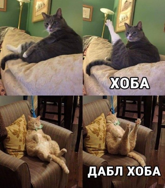 Кот хоба