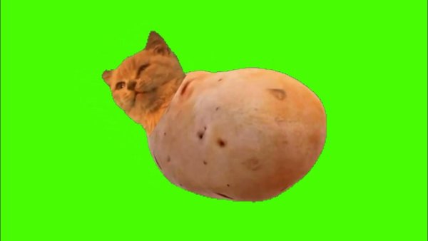 Кот Potato
