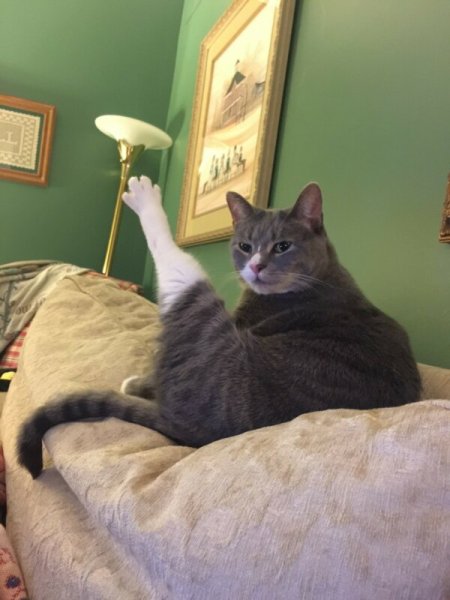 Кот поднял лапу хоба