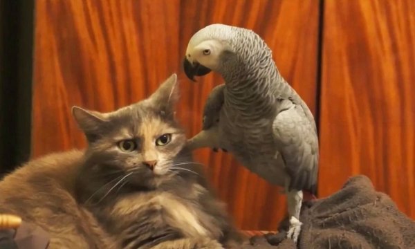 Кот и попугай