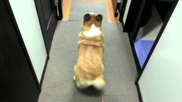 Собака тверк