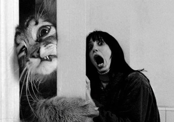 Кот в ужасе