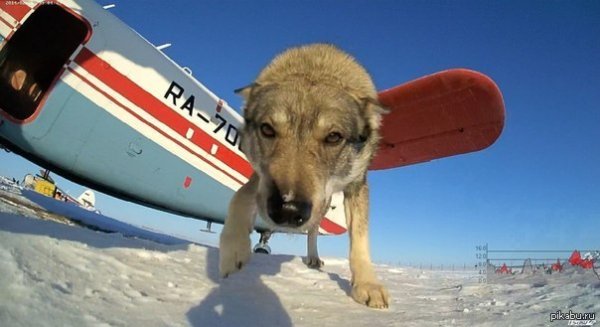 Собака с пропеллером