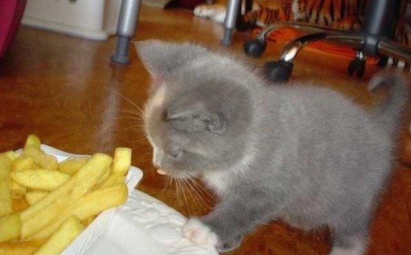 Котик с картошкой фри