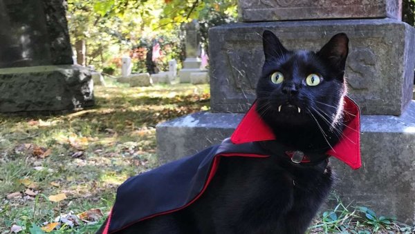 Кот графа Дракулы