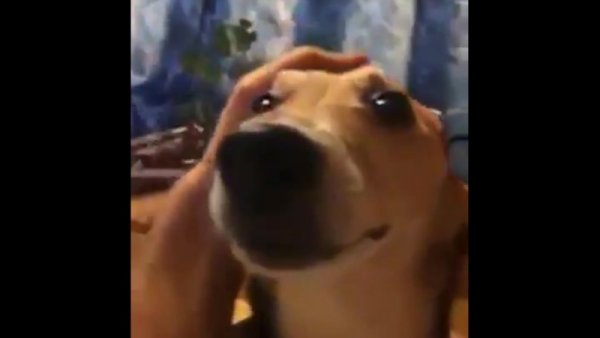 Собака ля ля ля