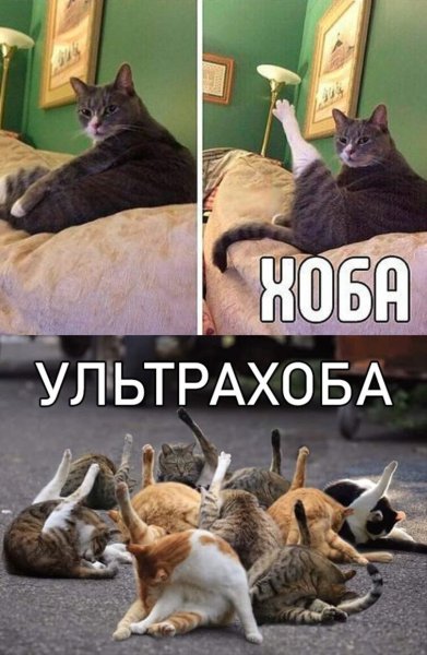 Хоба у котов