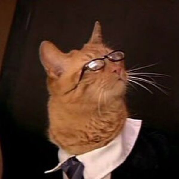 Коты в деловых костюмах