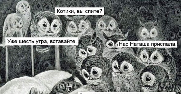 Мем с совами и котами