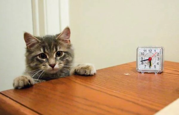 Котенок с часами