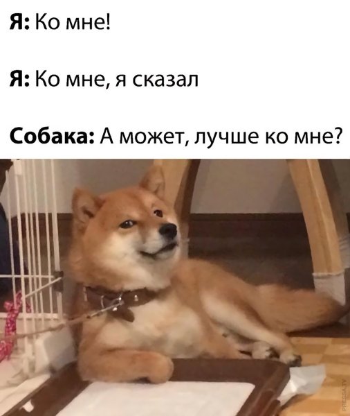 Собака а может ко мне