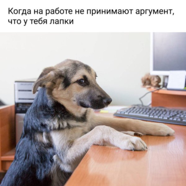 Мемы с псами