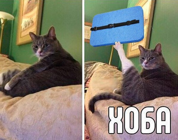 Хоба кот Мем
