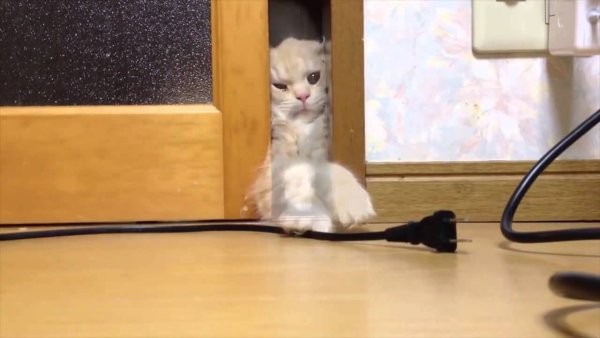 Кот перегрыз провод