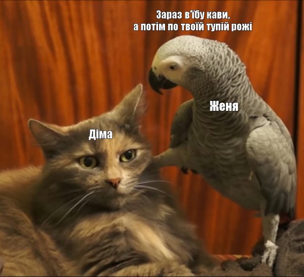 Махач кот и попугая