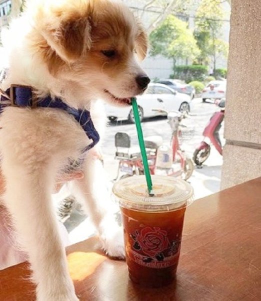 Собачка пьет сок