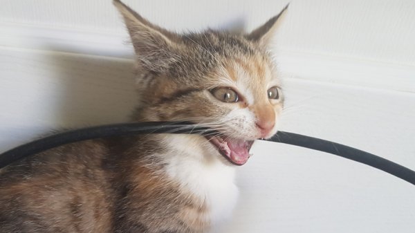 Котик перегрызает провод
