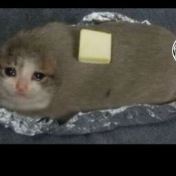 Кот плачет Мем