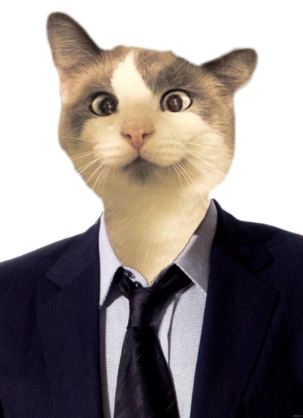 Кот в деловом костюме
