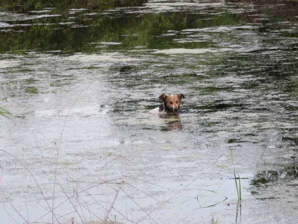 Болотная собака