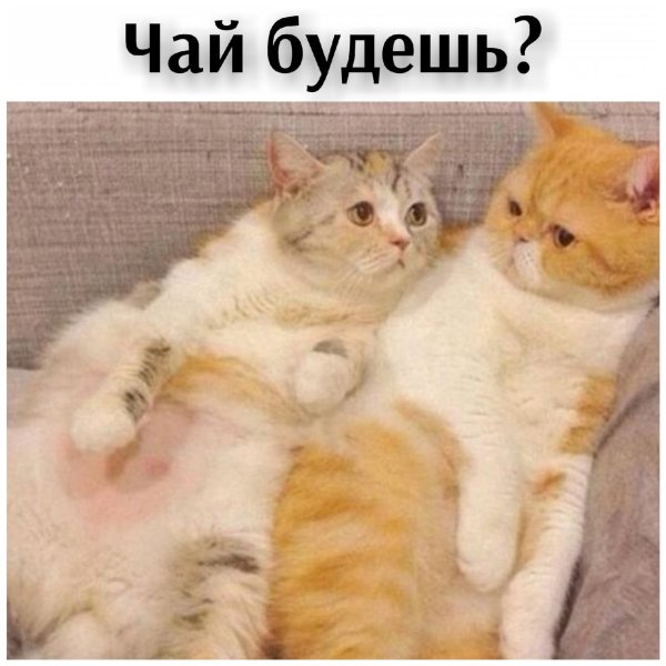 Мемы с котами и надписями