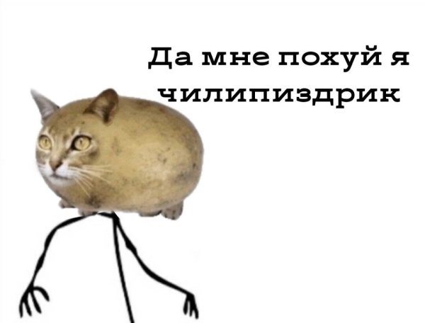 Кошка картошка