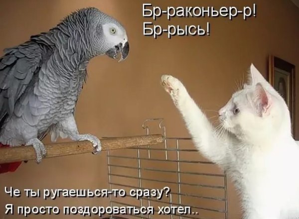 Смешные попугаи с надписями