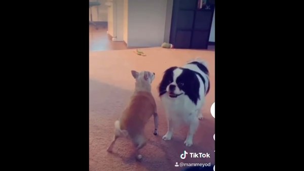 Собака тверк