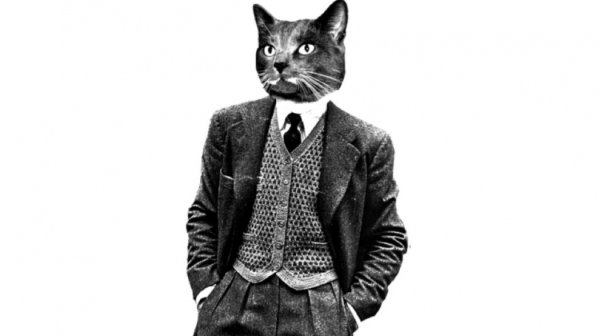 Деловой кот