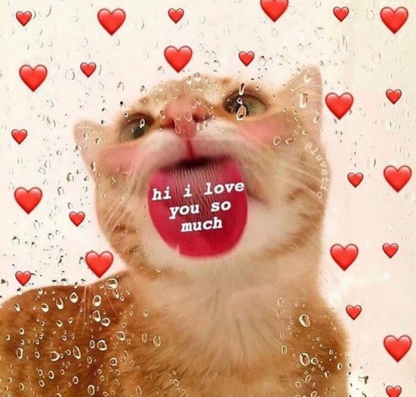 Облизывает экран