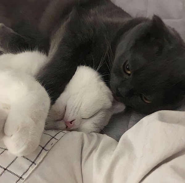 Кот обнимает