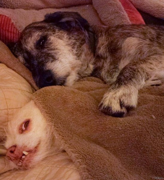 Я тебе не зая собаки