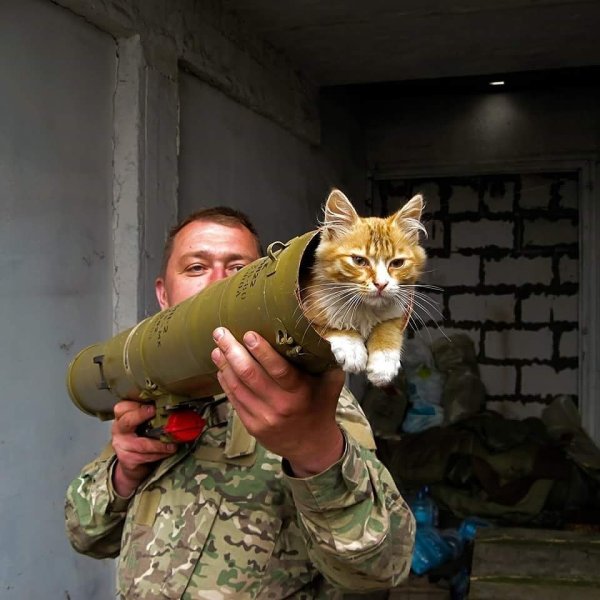 Боевые коты