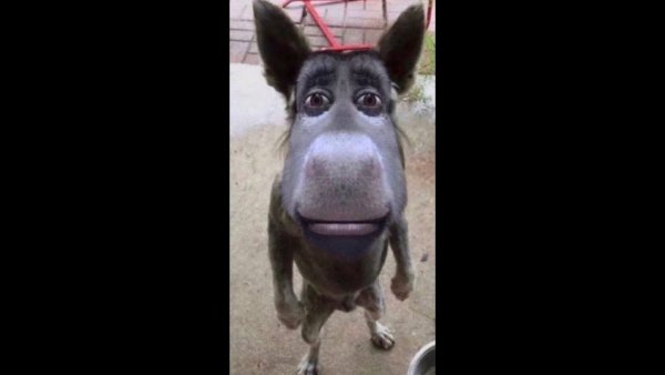 Ишак и собака