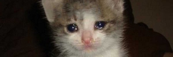 Плачущие котики