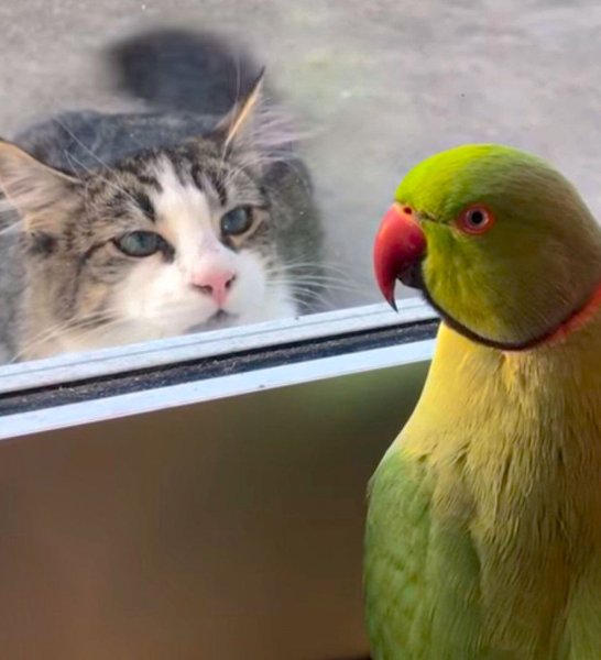 Наглый попугай