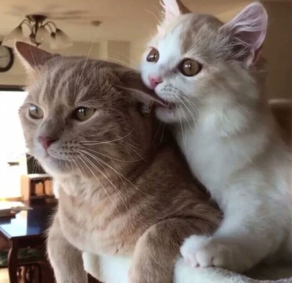 Коты кусаются