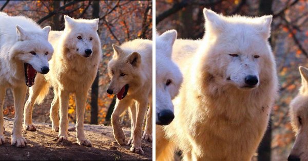 Два волка смеются