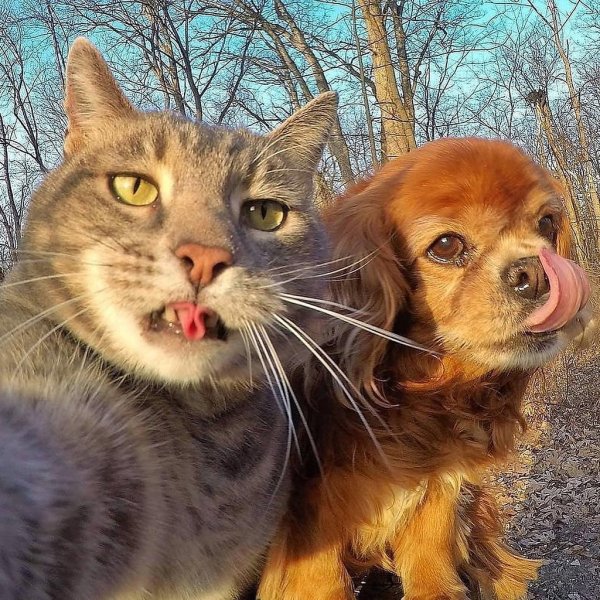 С котом и собаками селфи