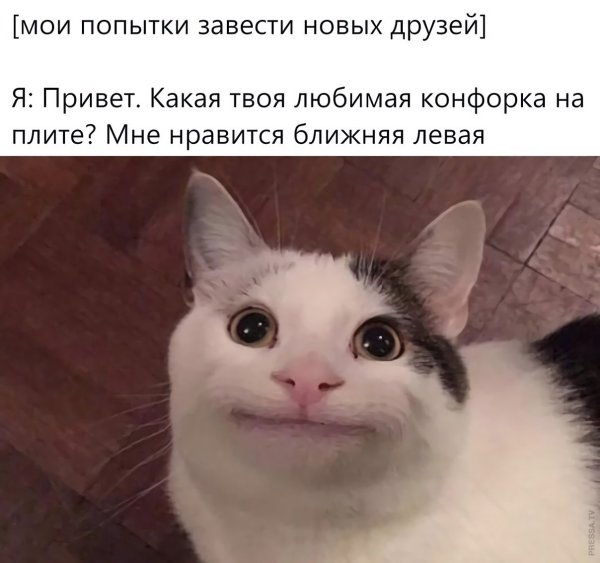 Смешной кот Мем