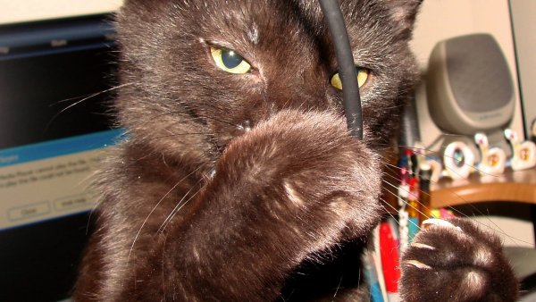 Котик перегрызает провод