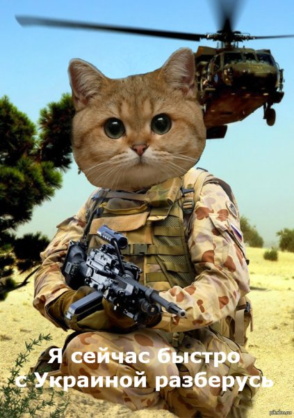 Котёнок в военнойформе