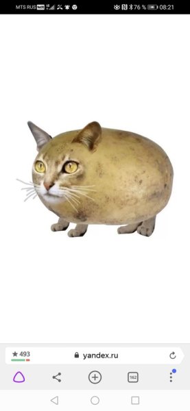 Кот картофель Мем