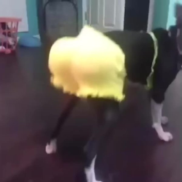 Собаки которые виляют попой