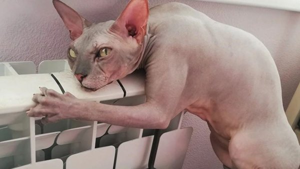 Жирный канадский сфинкс