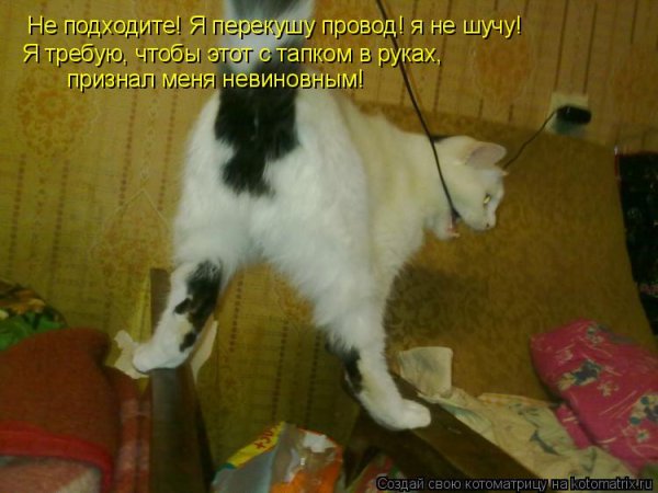 Кот грызет провода