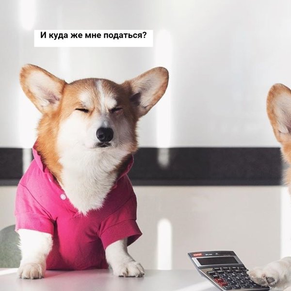 Корги деняк