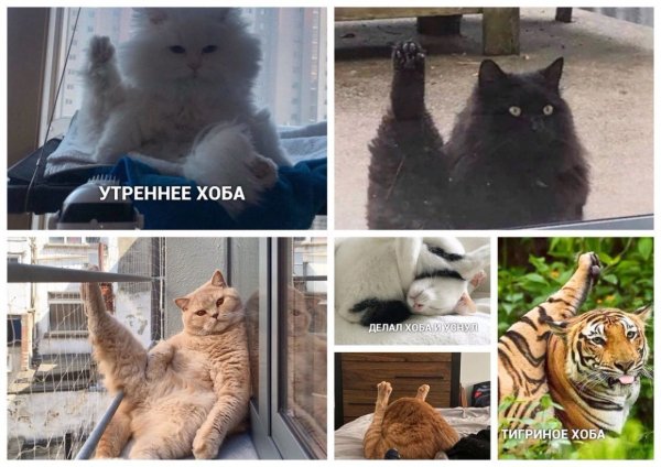 Коты мемы