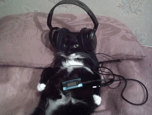 Кошка с наушниками